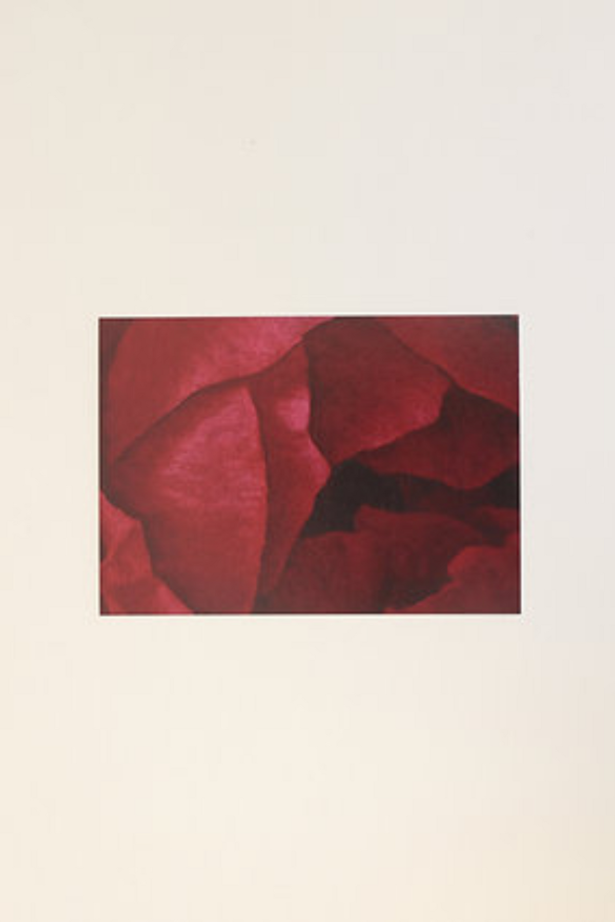 The Rose Postcard